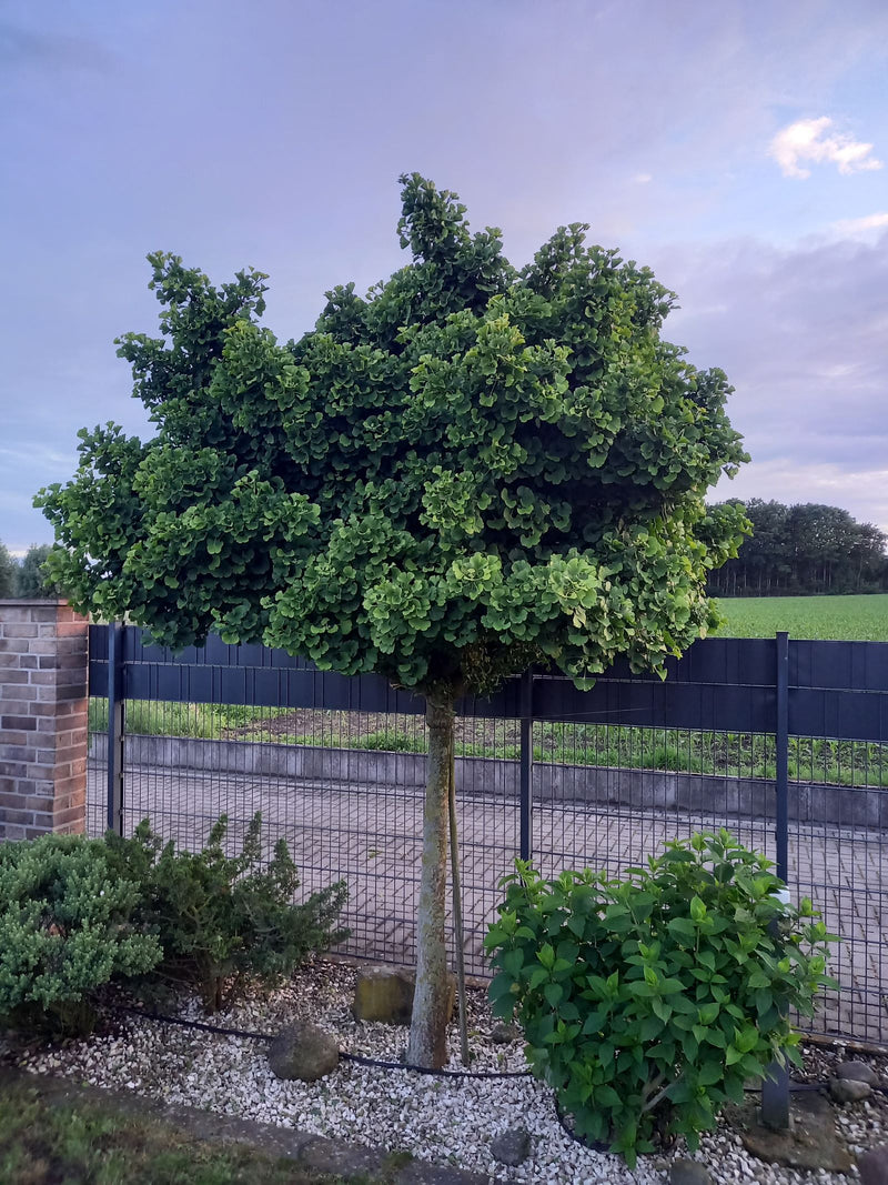 Ginkgo — Bild 4