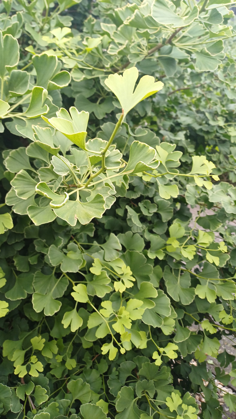 Ginkgo — Bild 3
