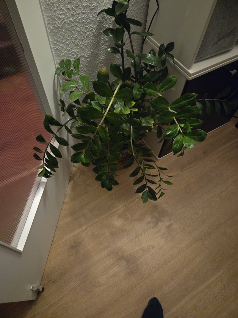 Gluecksfeder — Bild 4