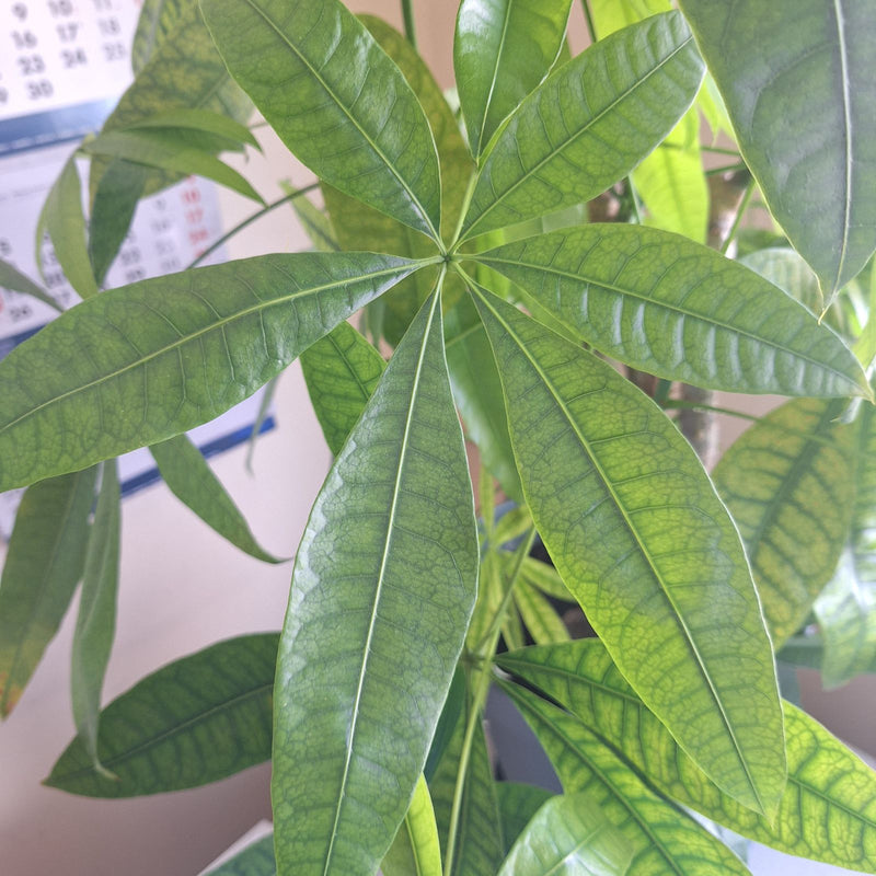 Glueckskastanie — Bild 1