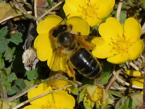 Glänzende Sandbiene (Andrena nitida), 18.04.2026