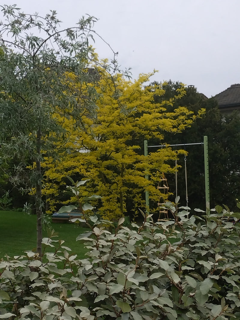 Gold-Gleditschie — Bild 2