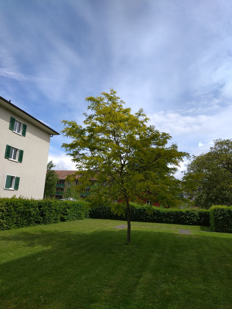Gold-Gleditschie — Bild 3