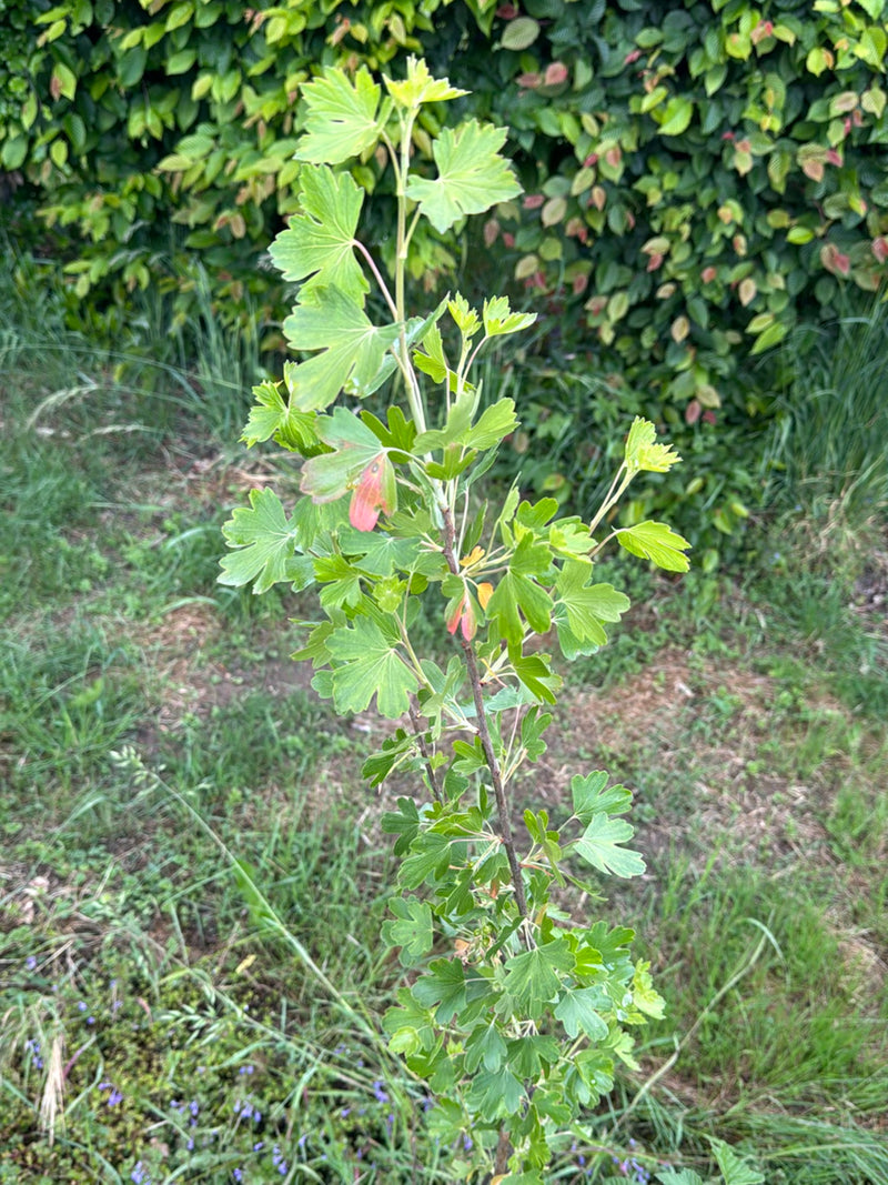 Gold-Johannisbeere — Bild 1