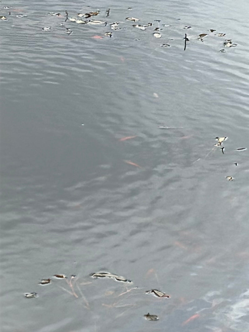 Goldfisch — Bild 5