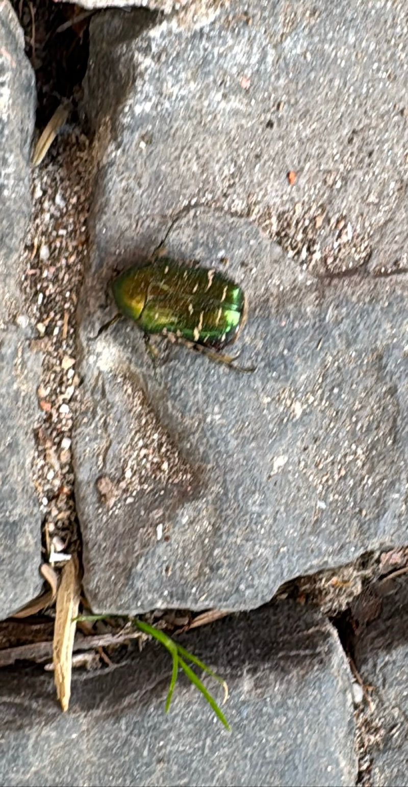 Rosenkäfer — Bild 1
