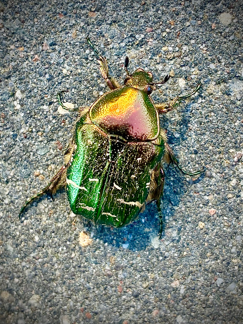 Ein metallisch grün und kupfern glänzender Rosenkäfer sitzt von oben betrachtet auf einem grauen Steinboden. Er ruht regungslos auf dem Untergrund.