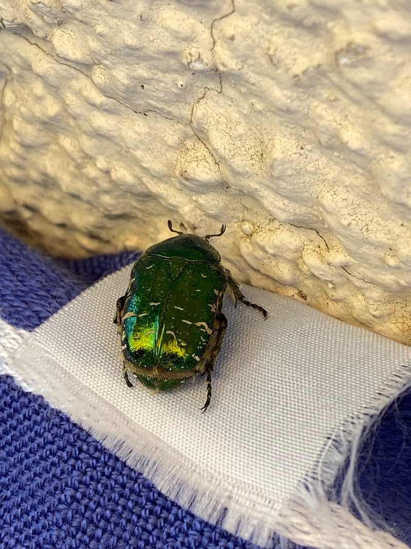 Rosenkäfer — Bild 4