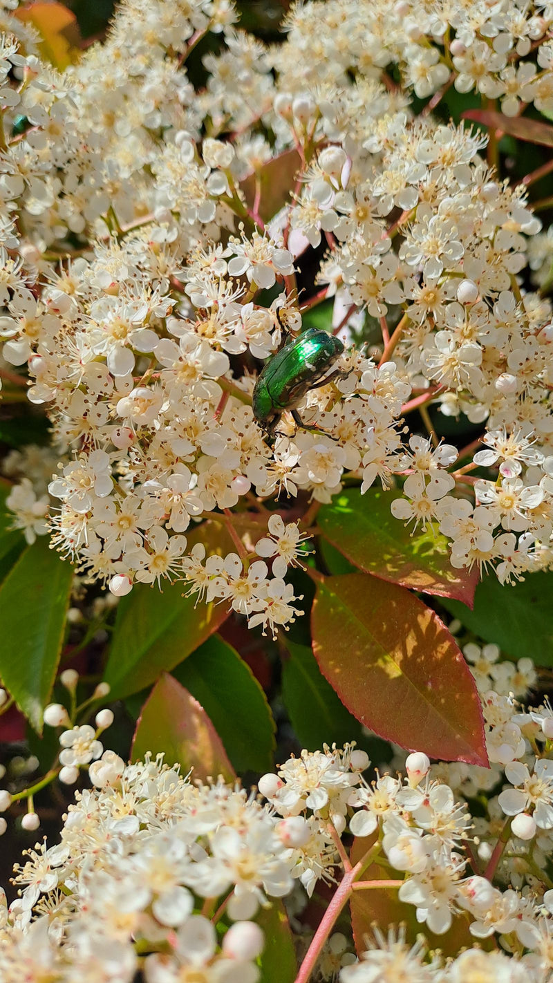 Rosenkäfer — Bild 4