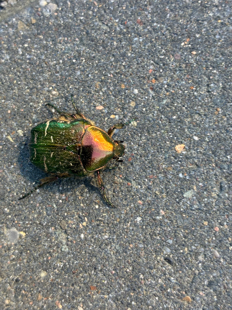 Rosenkäfer — Bild 2
