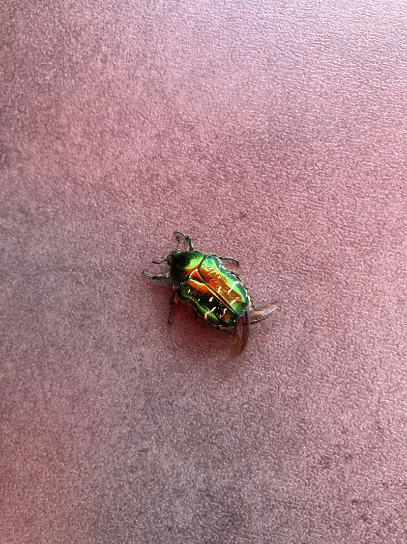 Rosenkäfer — Bild 3