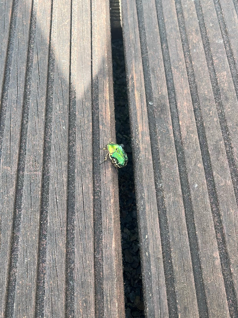 Rosenkäfer — Bild 2