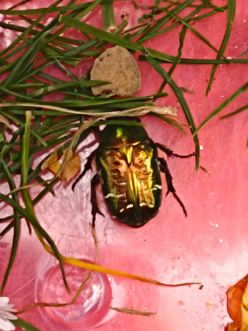 Ein metallisch grün glänzender Rosenkäfer sitzt auf einem rosa Untergrund, umgeben von einigen Grashalmen. Das Insekt ist von oben gut zu erkennen.
