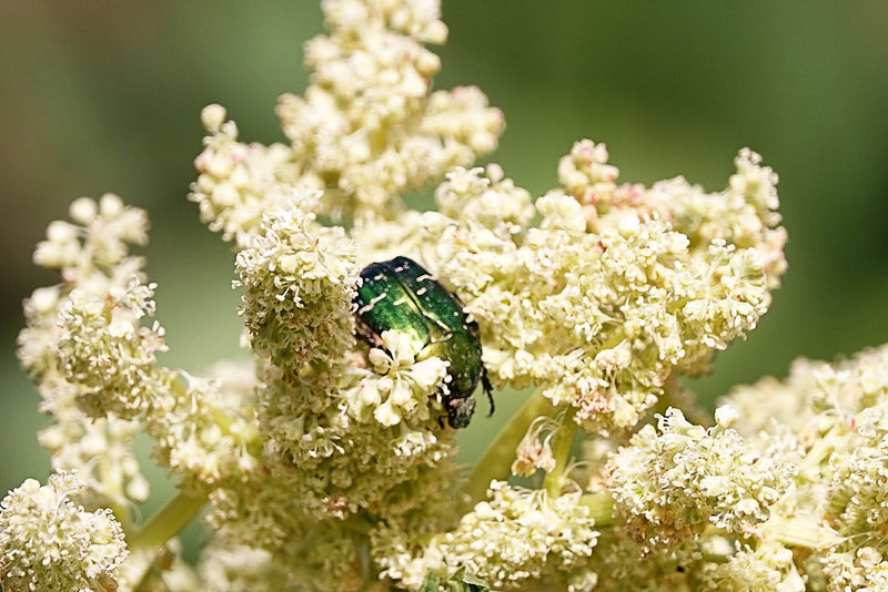 Ein metallisch grüner Rosenkäfer sitzt auf einer hellen Blüte und frisst an den Blütenständen.