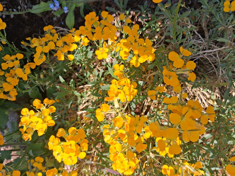 Goldlack — Bild 3