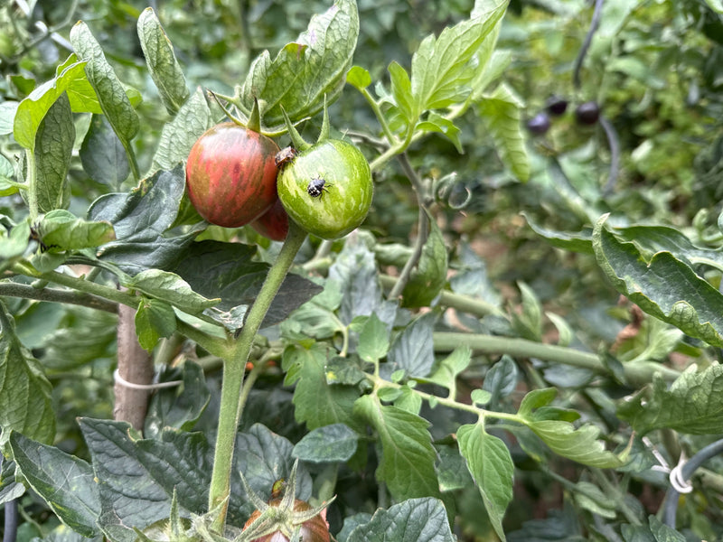 Grüner Reiswanzen-Nymphe — Bild 4 von 21