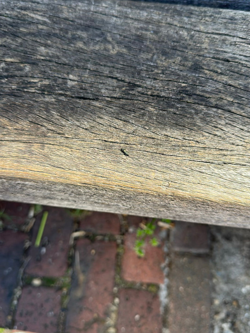 Gemeiner Scheinbockkäfer — Bild 4