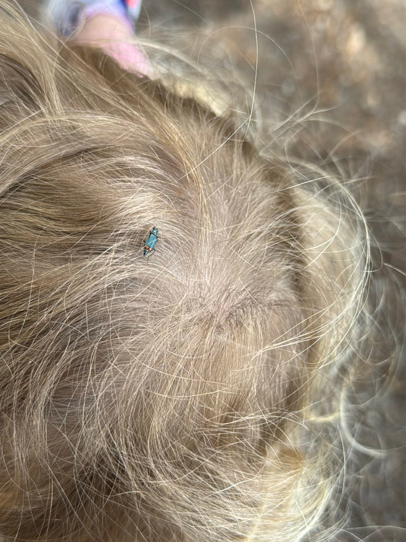Gemeiner Scheinbockkäfer — Bild 5
