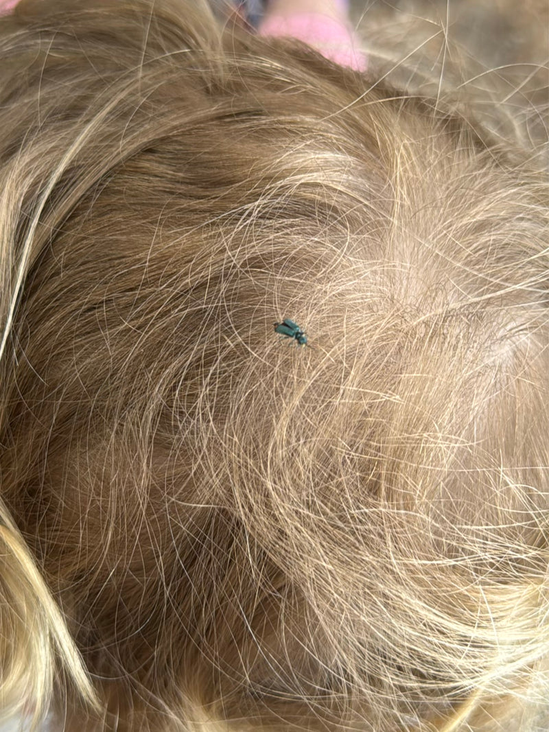 Gemeiner Scheinbockkäfer — Bild 2