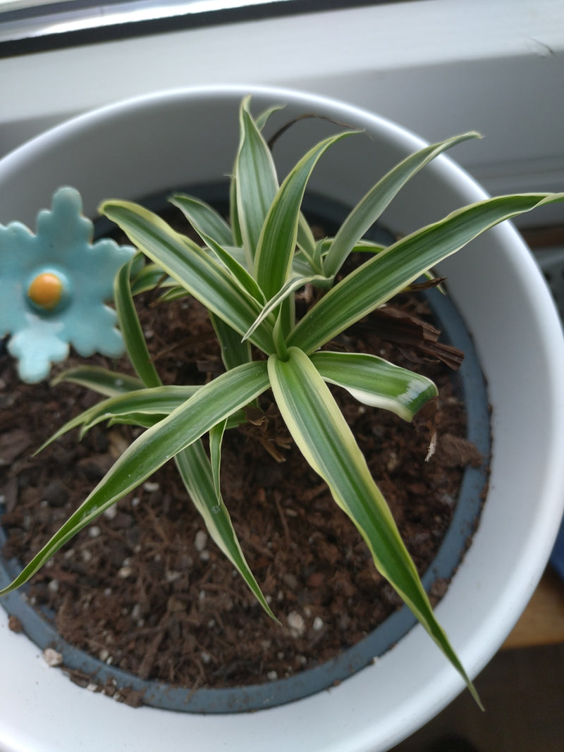 Gruenlilie — Bild 5