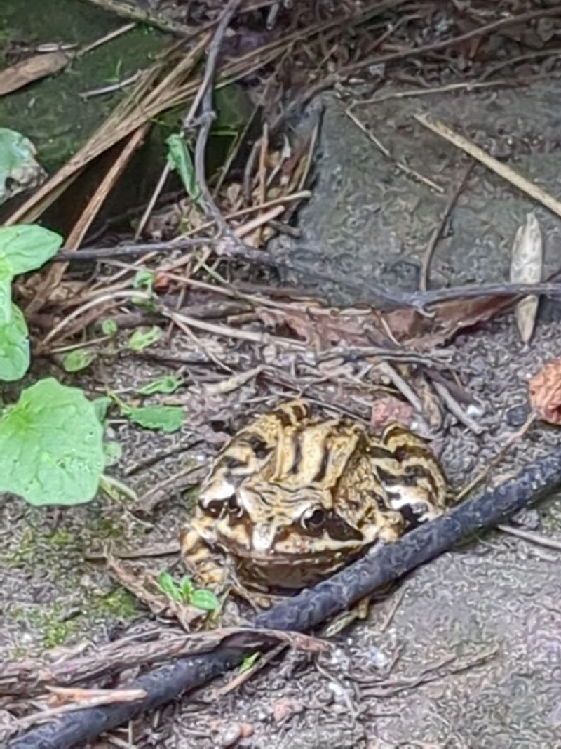 Grasfrosch — Bild 1