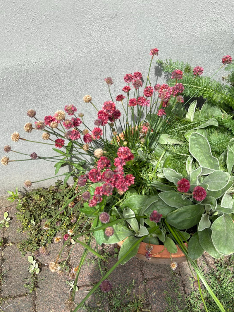 Gewöhnliche Grasnelke — Bild 2