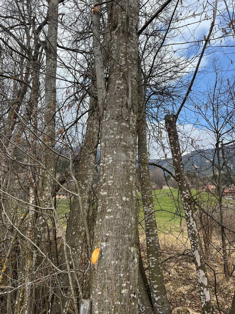 Grau-Erle — Bild 2