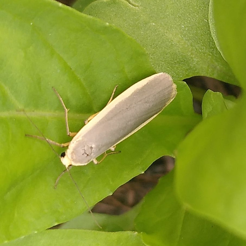Grauleib-Flechtenbärchen — Bild 1