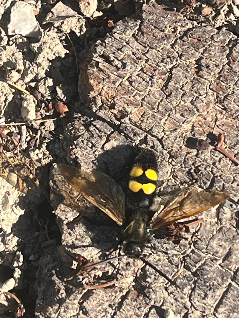 Große Dolchwespe — Bild 2