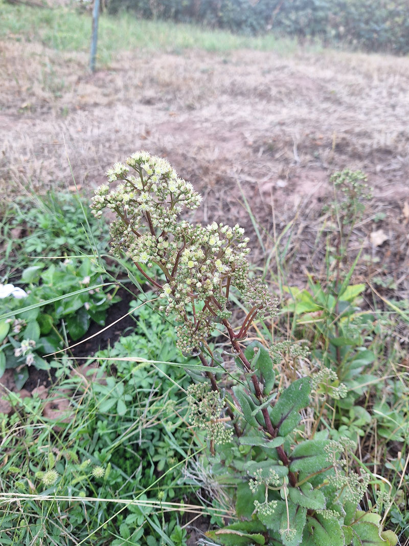 Große Fetthenne — Bild 1 von 1