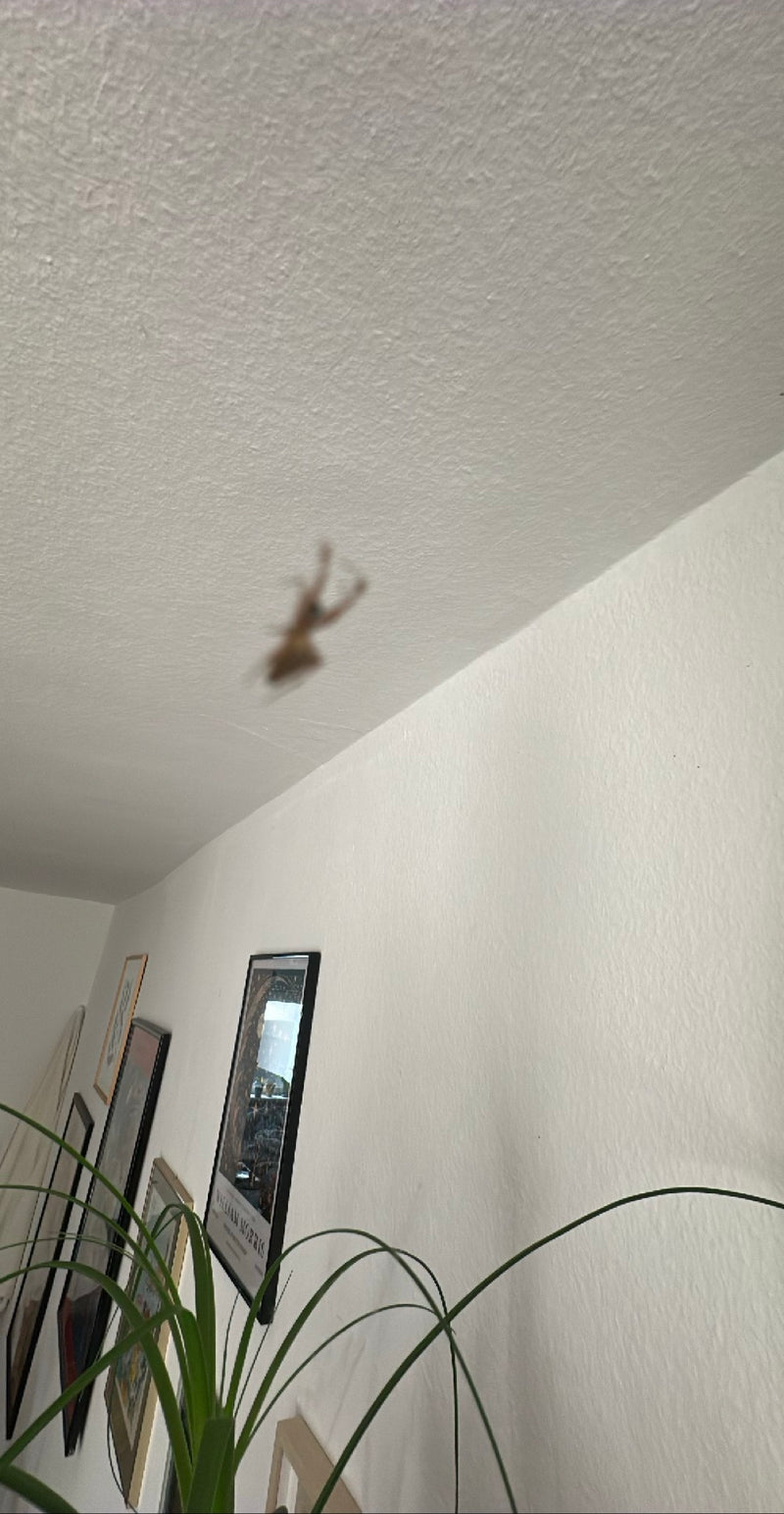 Große Hauswinkelspinne — Bild 3