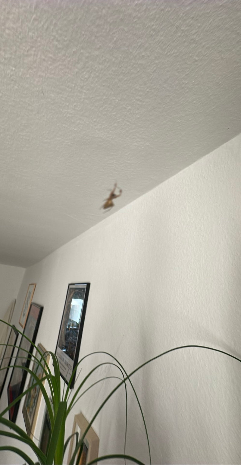Große Hauswinkelspinne — Bild 4