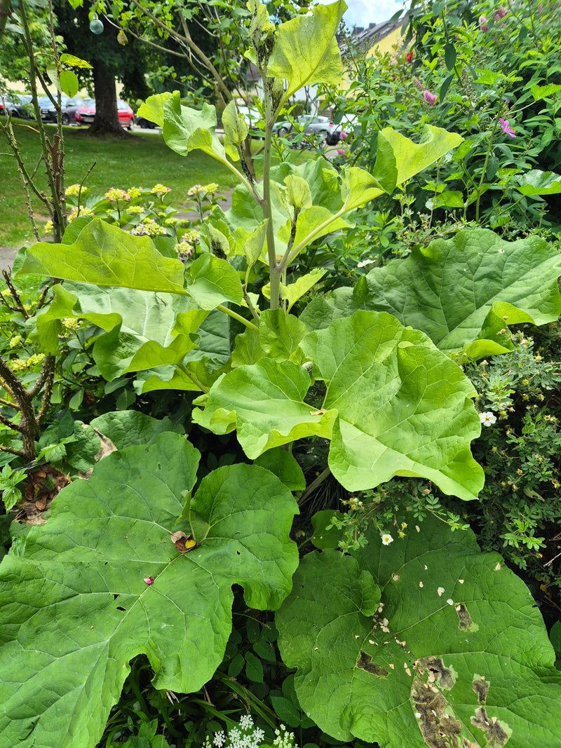 Große Klette — Bild 4