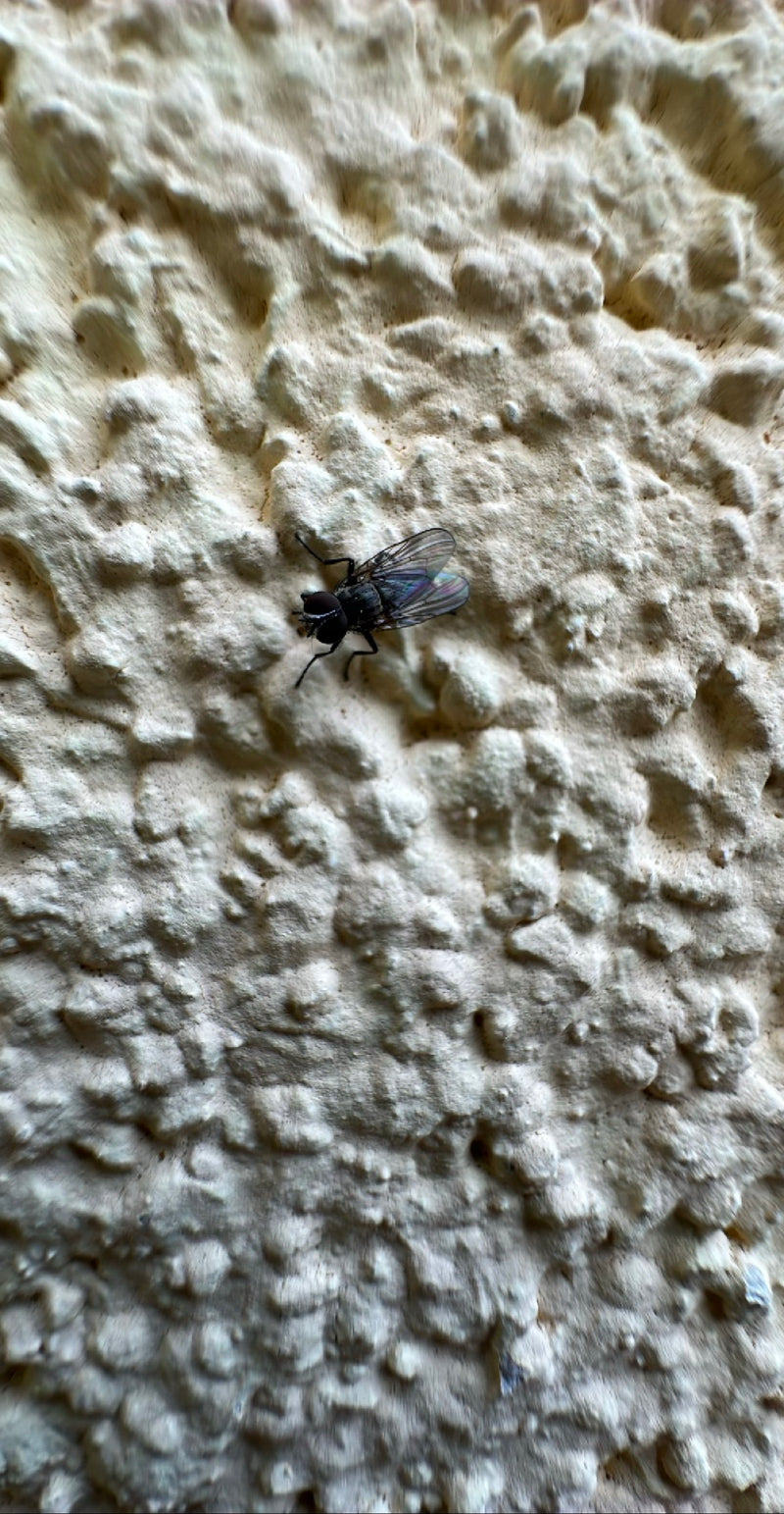 Große Stubenfliege — Bild 4