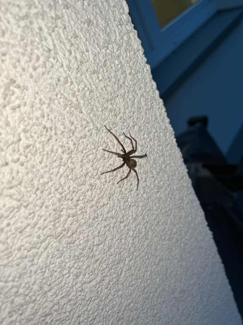 Eine Große Hauswinkelspinne sitzt auf einer strukturierten, hellen Putzwand. Die Spinne ist gut erkennbar und verharrt ruhig auf der Oberfläche.