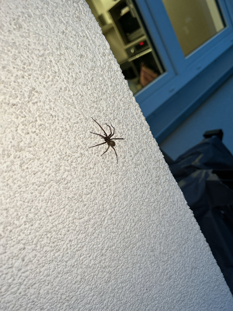 Eine Große Hauswinkelspinne sitzt auf einer hellen, strukturierten Putzfassade. Sie verharrt regungslos an der Wand.