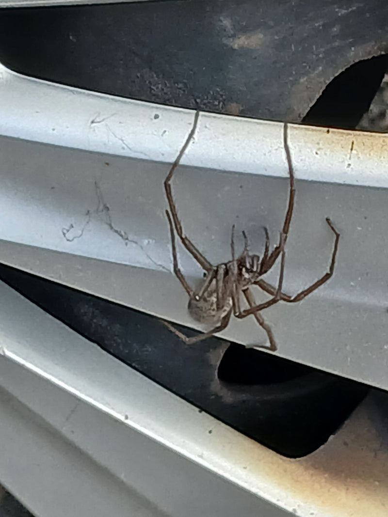 Große Hauswinkelspinne — Bild 2