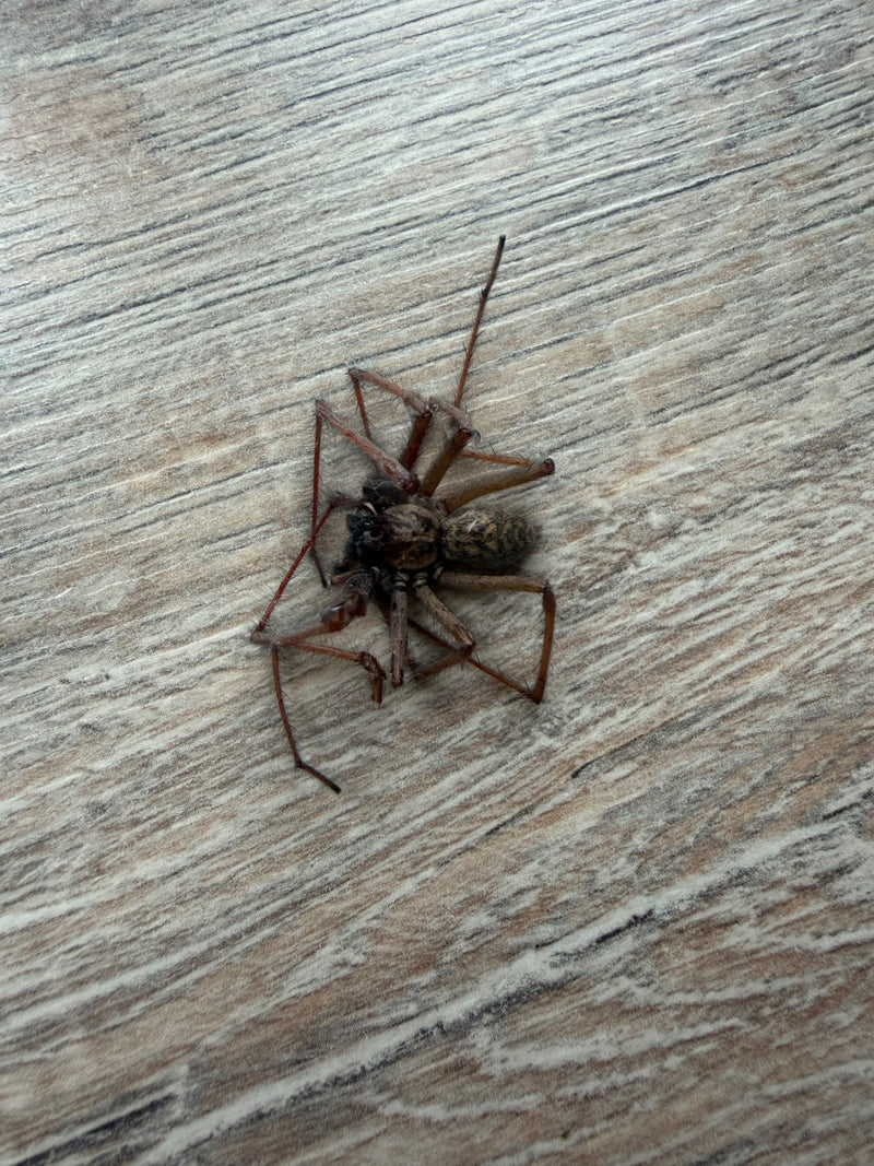 Eine Große Hauswinkelspinne sitzt auf einem hellen Holzfußboden. Die typische Musterung und die langen Beine sind gut zu erkennen.