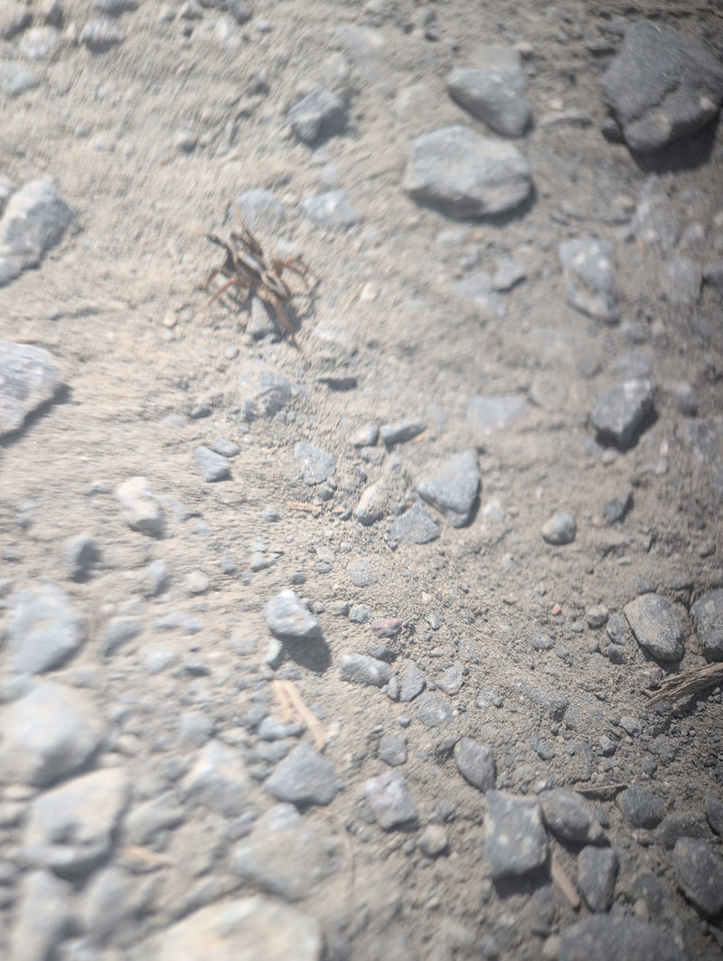Große Wolfspinne — Bild 2