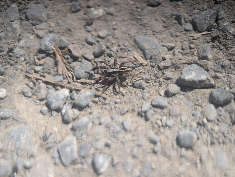 Große Wolfspinne — Bild 1