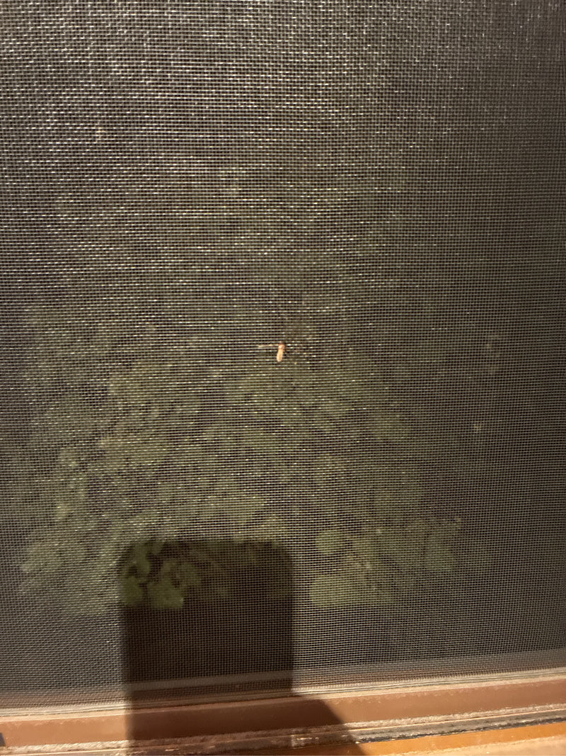 Zitterspinne — Bild 1