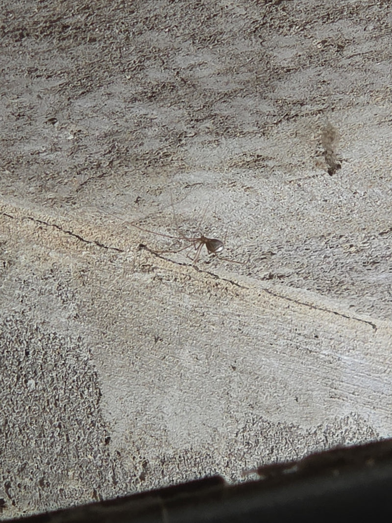 Zitterspinne — Bild 3