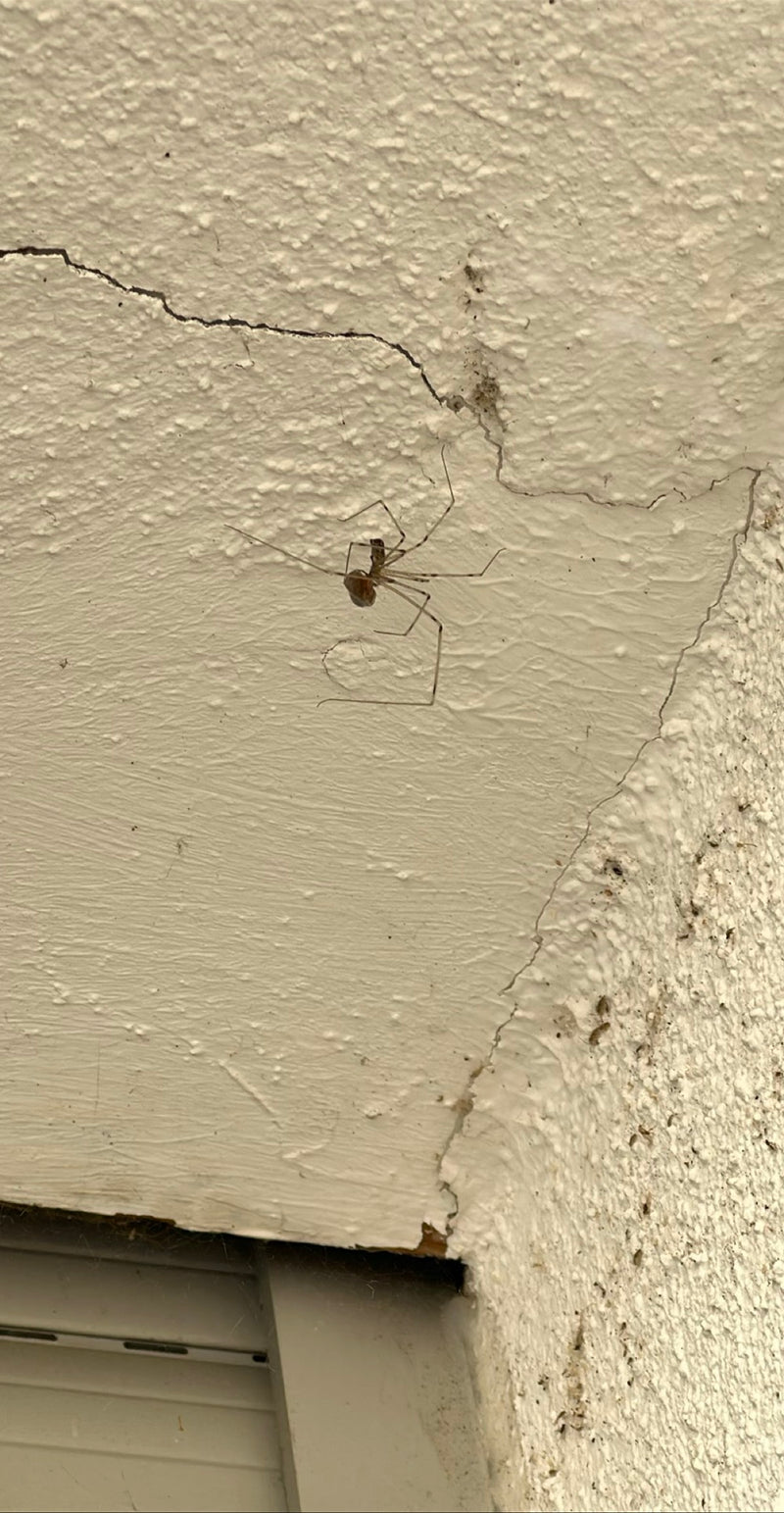 Zitterspinne — Bild 5