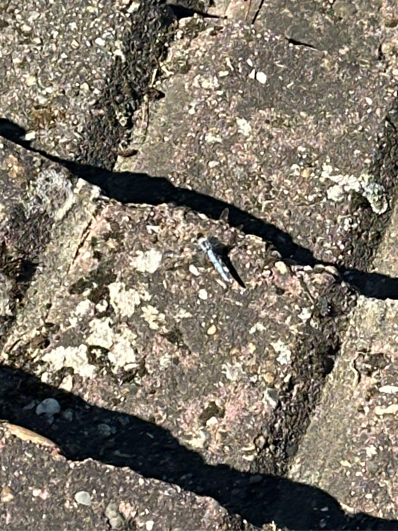 Großer Blaupfeil — Bild 2 von 6