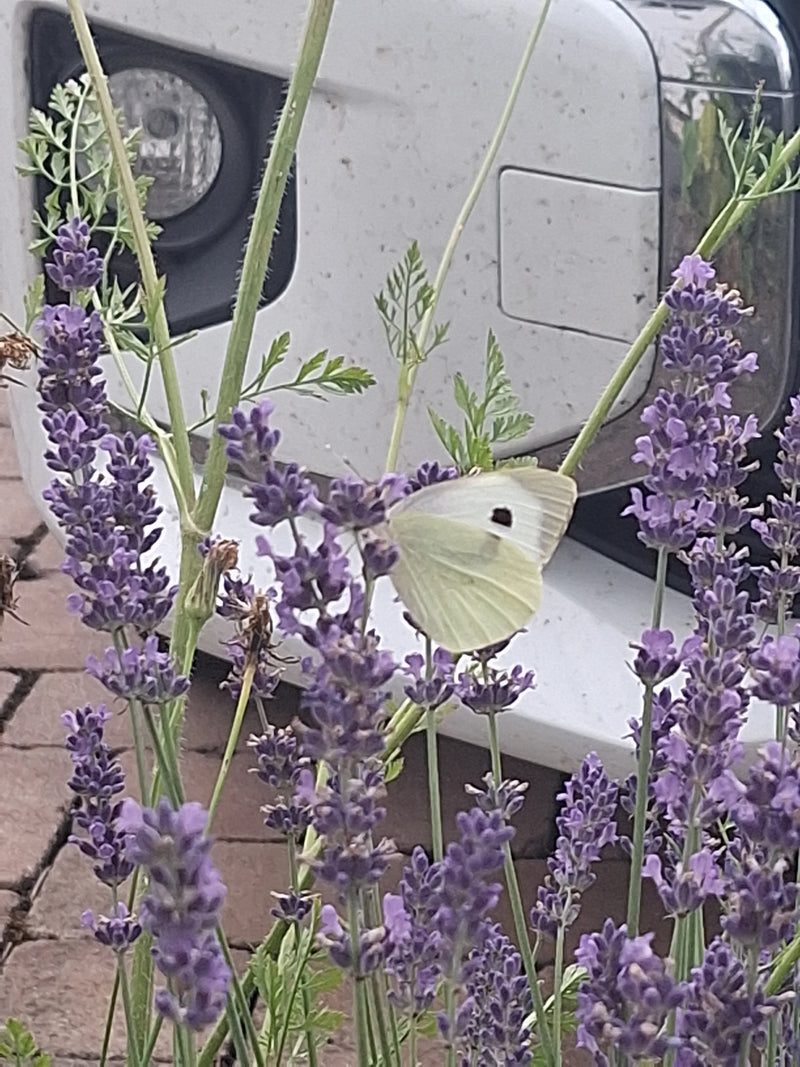 Ein Kohlweißling sitzt auf den violetten Blüten von Lavendel und nimmt Nektar auf. Im Hintergrund ist ein weißes Fahrzeug zu erkennen.