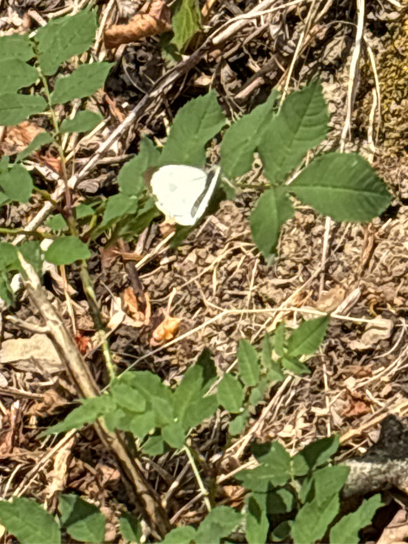 Ein weißer Schmetterling mit dunklen Flügelspitzen sitzt auf grünen Blättern. Der Untergrund besteht aus Waldboden mit vertrockneten Ästen und Laub.