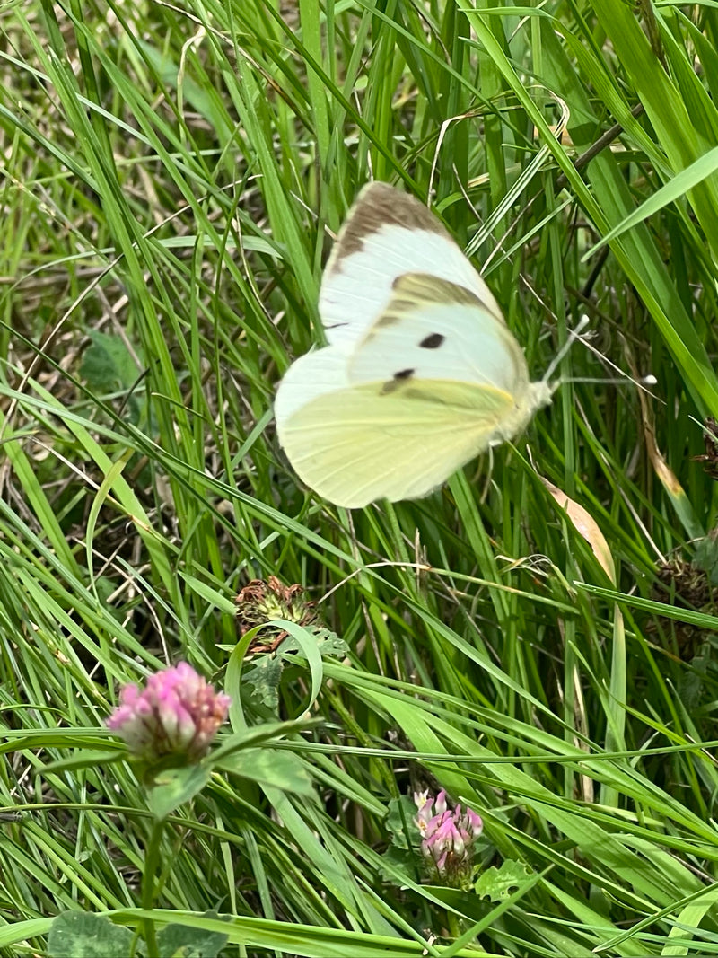 Ein Großer Kohlweißling sitzt mit geschlossenen Flügeln im hohen Gras einer Wiese. Seine typischen schwarzen Flügelspitzen und Punkte sind gut zu erkennen.