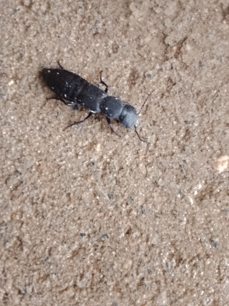 Schwarzer Moderkäfer — Bild 2