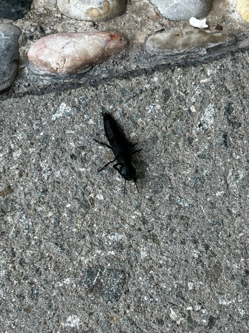 Auf einem grauen Steinboden sitzt ein Schwarzer Moderkäfer von oben fotografiert. Das große, dunkle Insekt hebt sich deutlich vom steinigen Untergrund ab.