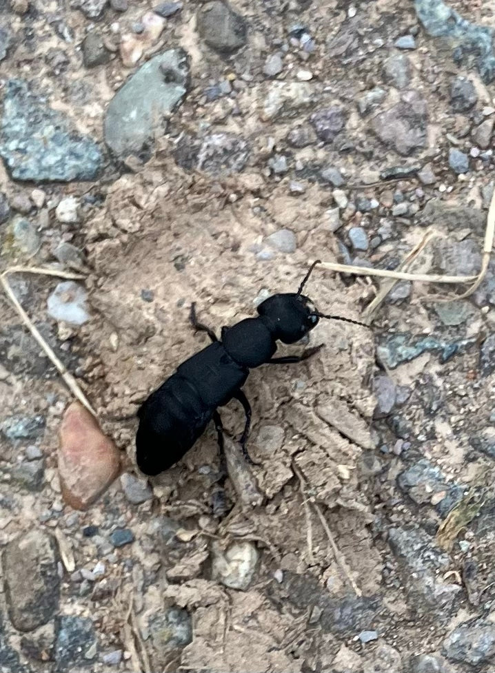 Ein Schwarzer Moderkäfer läuft über einen steinigen Untergrund. Der langgestreckte, mattschwarze Körper ist von oben gut zu erkennen.